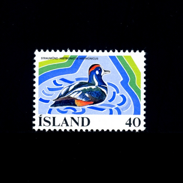 ICELAND(̽)-#500-40k-HARLEQUIN DUCK(Ҹ )-1977.6.14