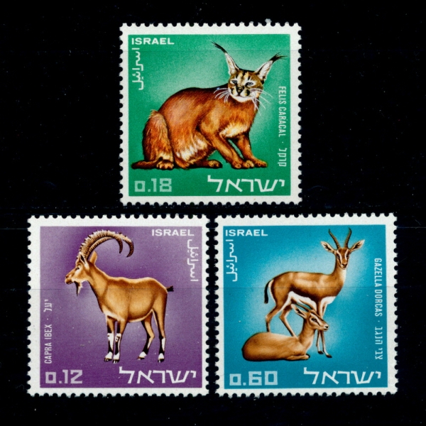 ISRAEL(̽)-#358~60(3)-NUBIAN IBEX, CARACAL IYNIX AND DORCAS GAZELLES(ƾ ̺,īĮ,ī )-1967.12.27